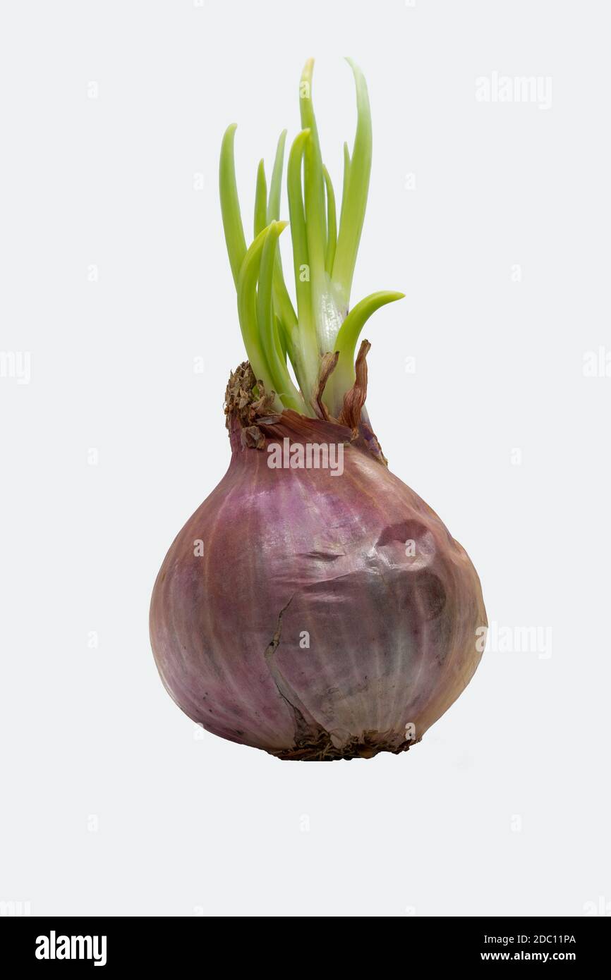 A sprouted onion on a white background Stock Photo