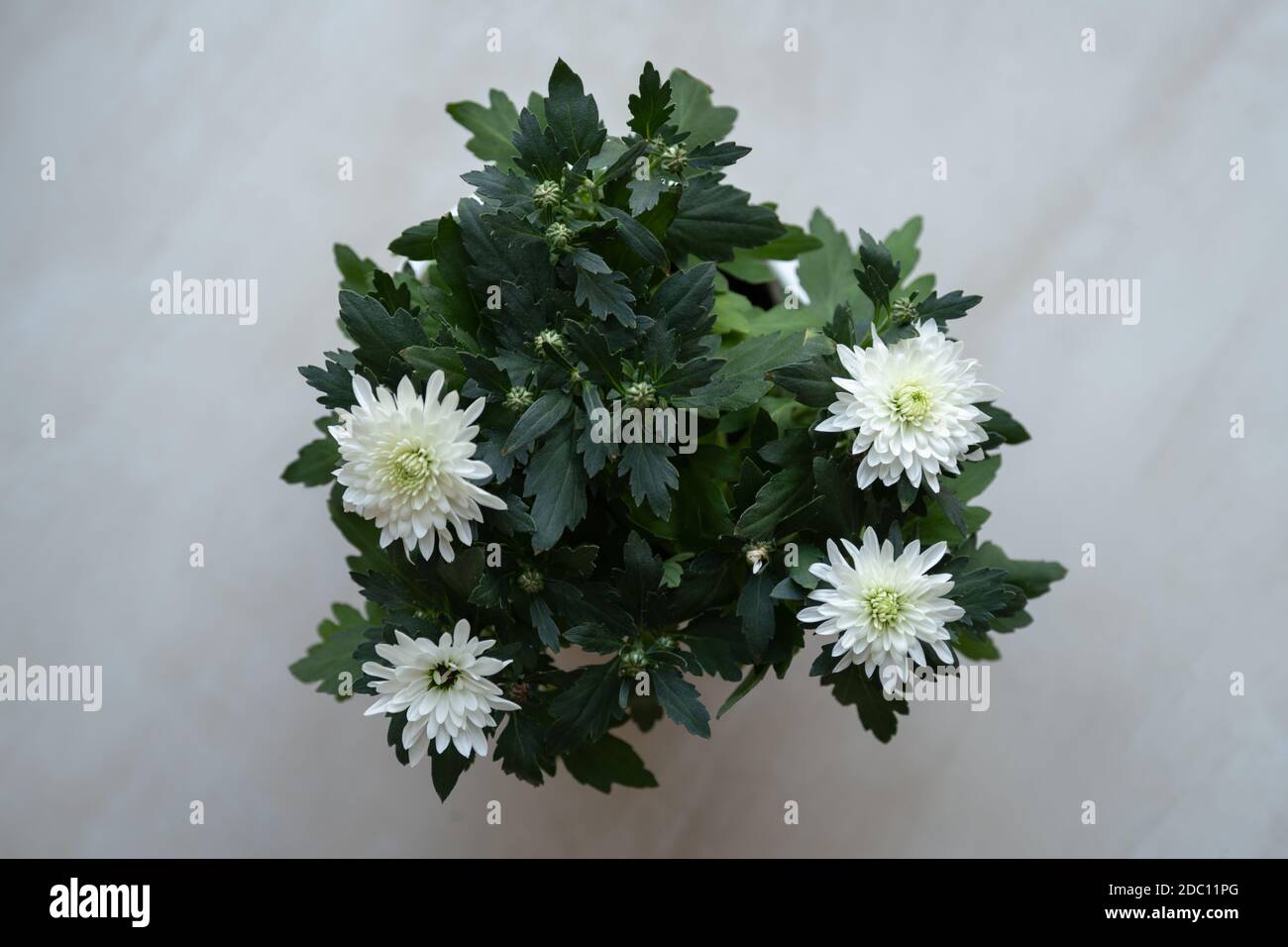 Top view of a White Chrysanthemum (Dendranthema grandiflora) plant and flowers in the pot. Stock Photo