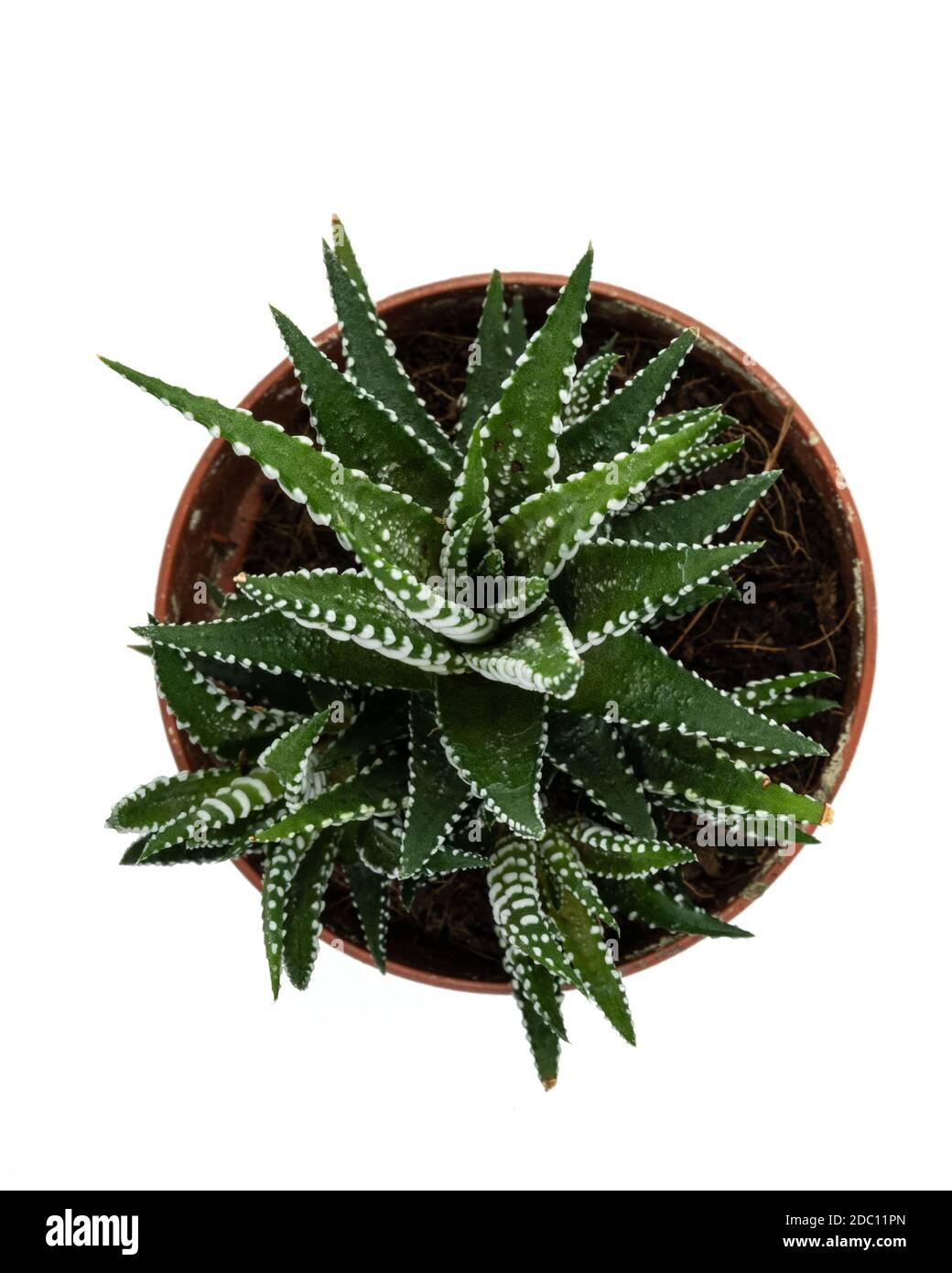 Top view of a Zebra plant (Haworthia fasciata), in a pot and on a white background. Stock Photo