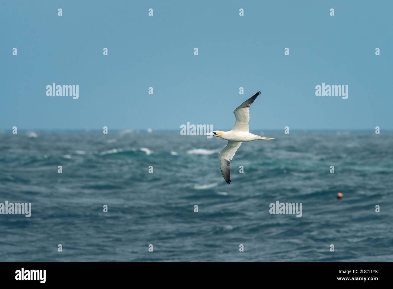 A Northern (Morus bassanus) in flight on a sunny day summer