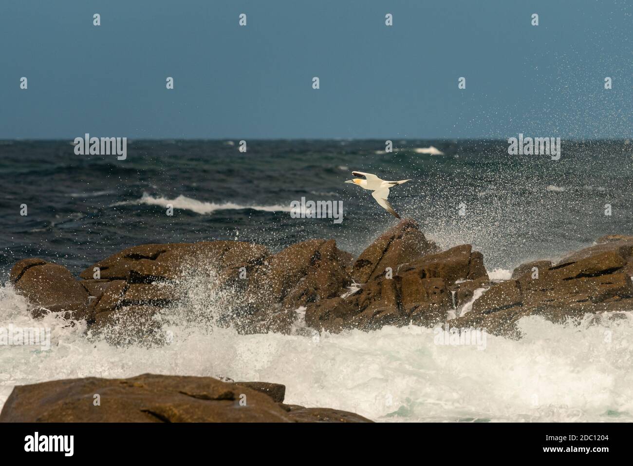 A Northern Gannet (Morus bassanus) in flight on a sunny day summer, blue sky, Les Sept Iles, Brittany (France) Stock Photo