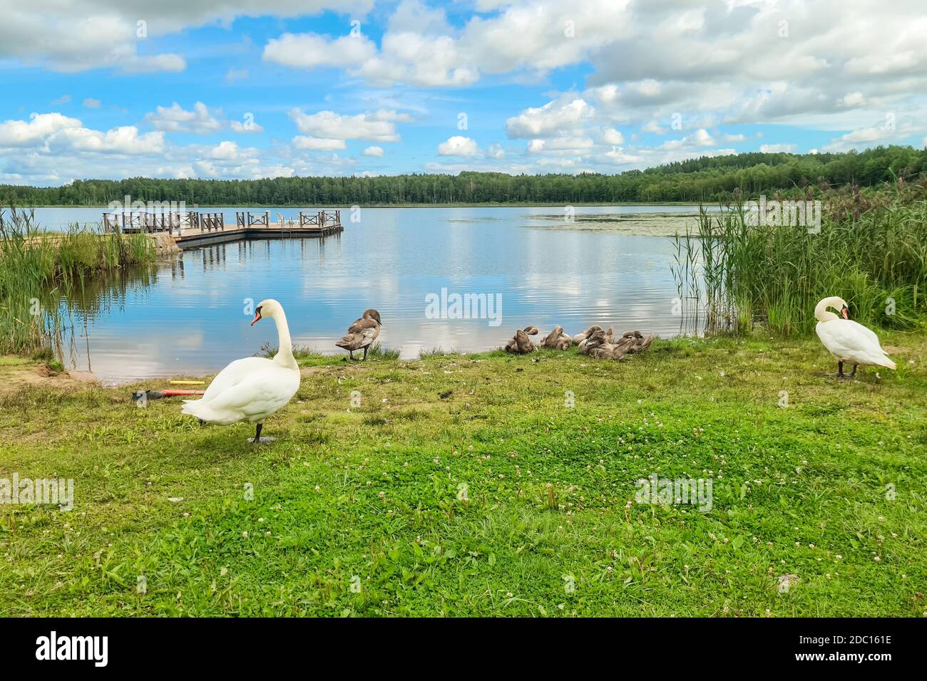Beautiful lake with white swams. Summer countriside idillic view. Stock Photo