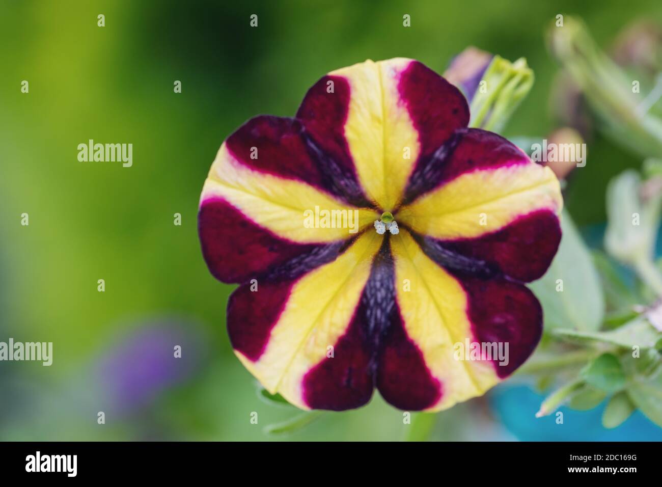 stripped flower Petunia violacea in late summer garden Stock Photo