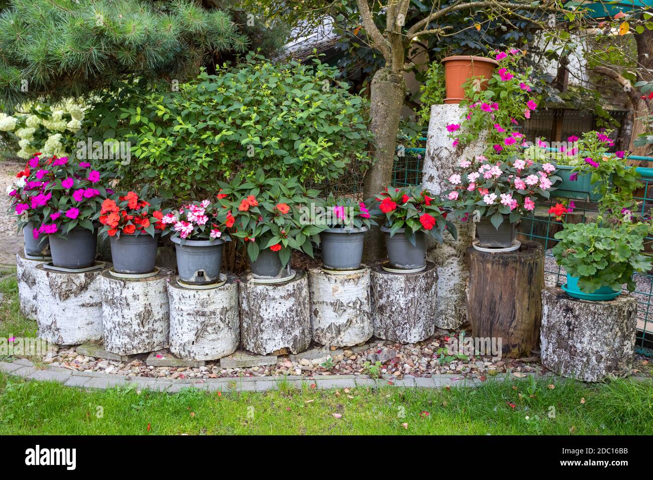 Red and pink New Guinea impatiens flower in pots on birch chunk in summer garden Stock Photo