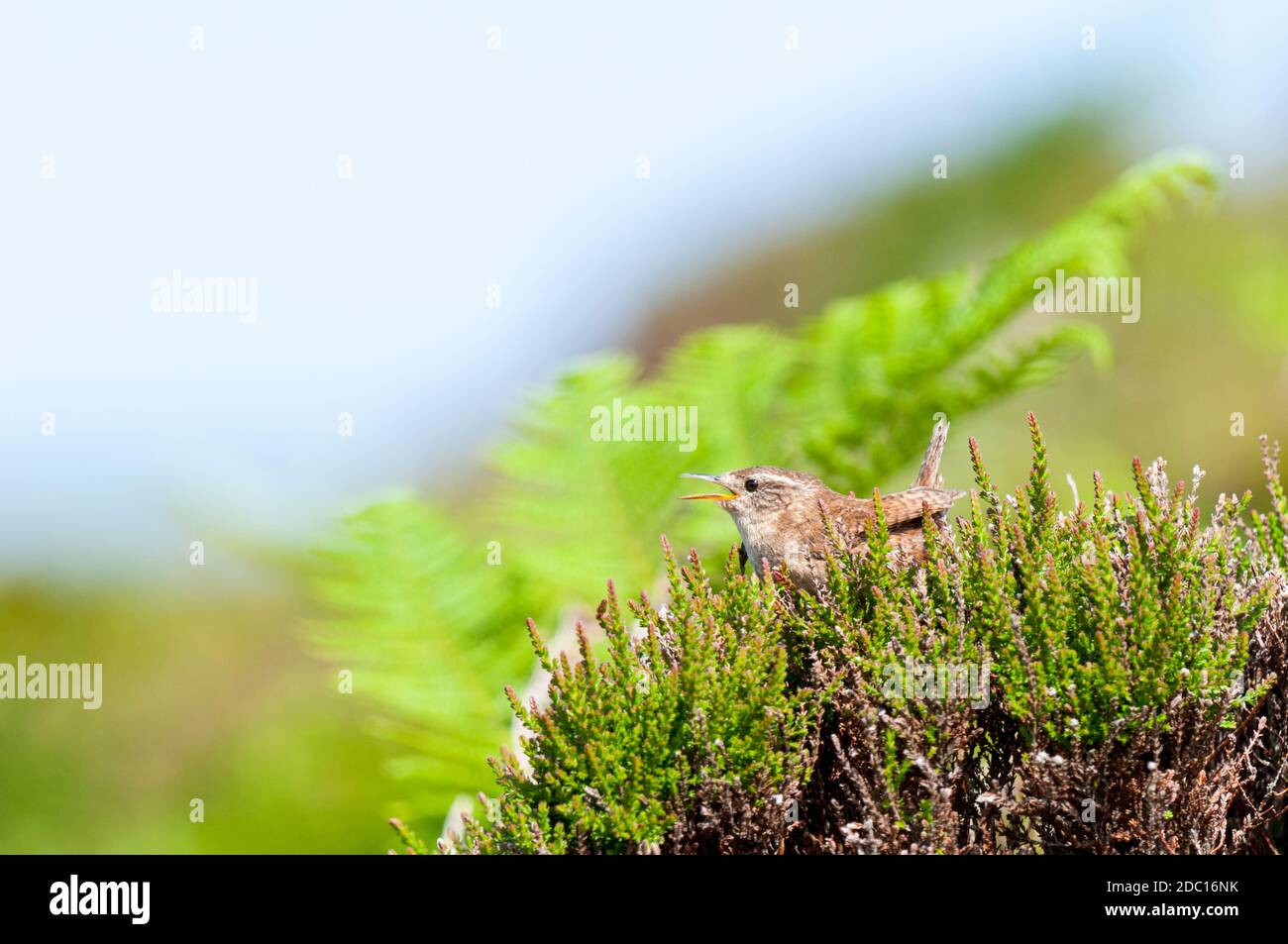 An adult wren (Troglodytes troglodytes) singing from the top of a clump of heather on the island of Handa off the north west coast of Scotland. June. Stock Photo