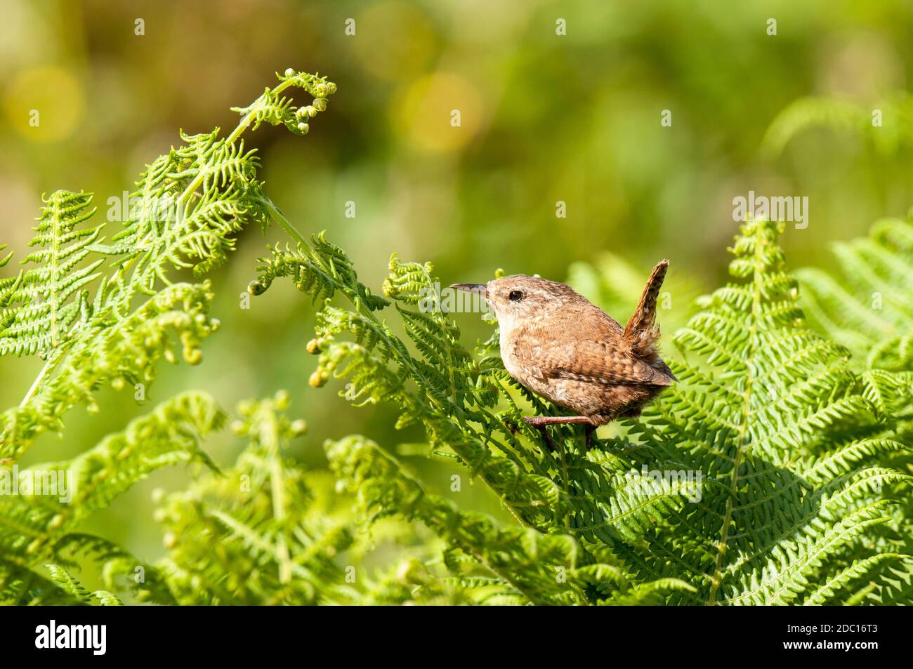 An adult wren (Troglodytes troglodytes) perched on a frond of bracken on the island of Handa off the north west coast of Scotland. June. Stock Photo