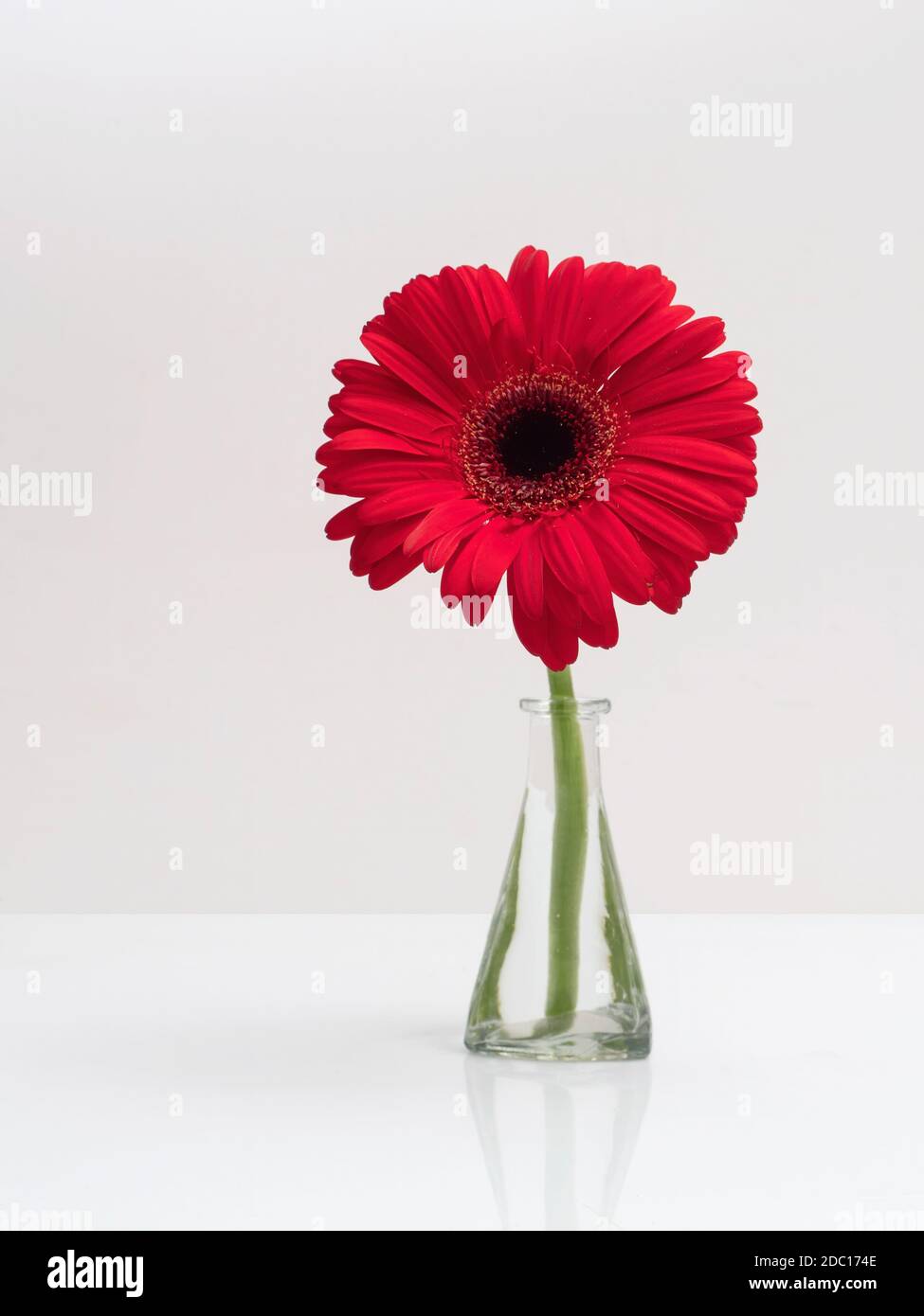 Red Gerbera, Gerber Daisy in glass vase on pale background. Gerbera jamesonii. Stock Photo