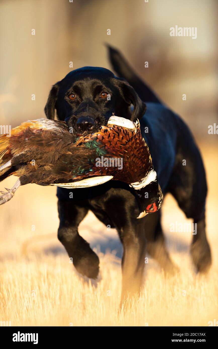 A Black lab with a rooster pheasant in South Dakota after a good day of