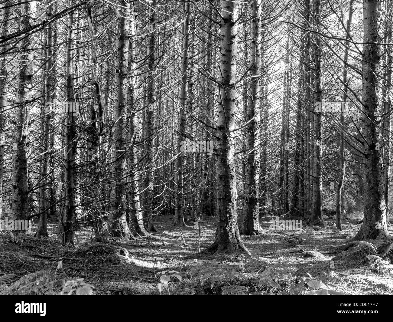Pinewood autumn detail showing forest floor. Black and whiet monochrome. Infrared. Stock Photo