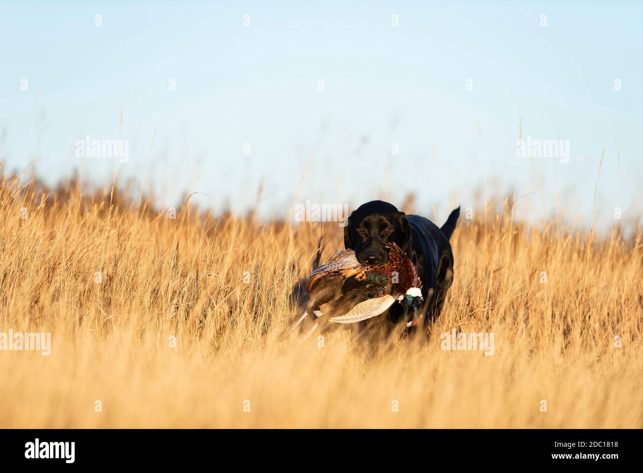 A Black lab with a rooster pheasant in South Dakota after a good day of