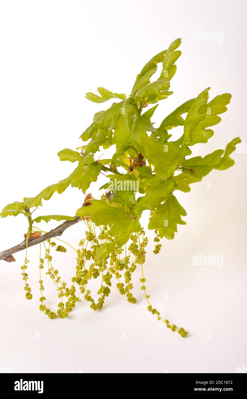 Flowering oak on a white background Stock Photo - Alamy