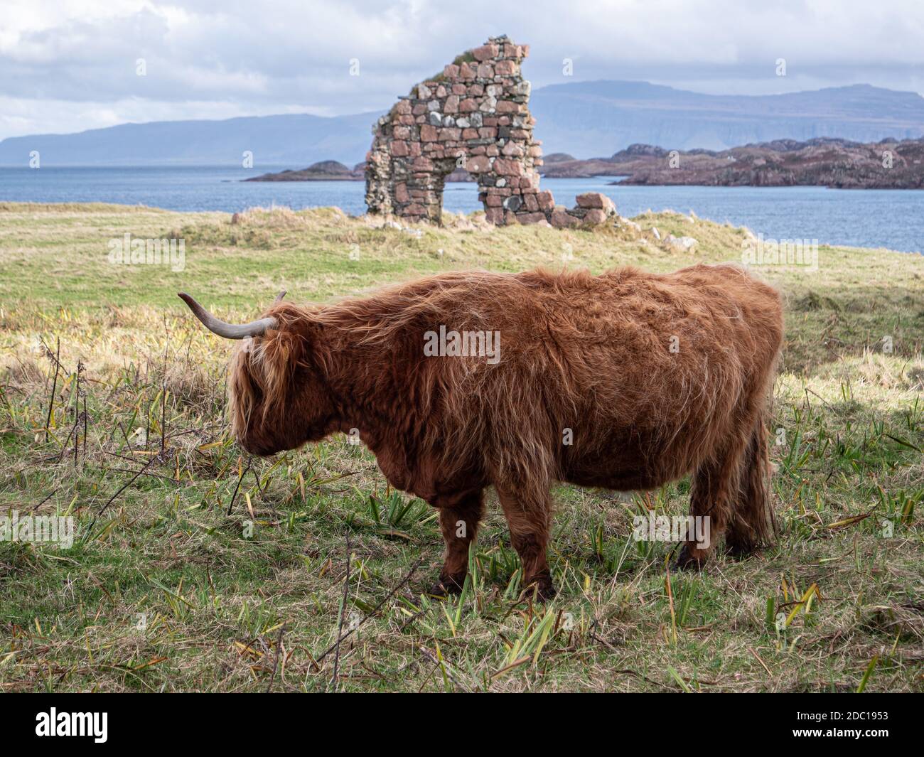 Highland Cow on the Isle of Iona Inner Hebrides Scotland UK Stock Photo ...
