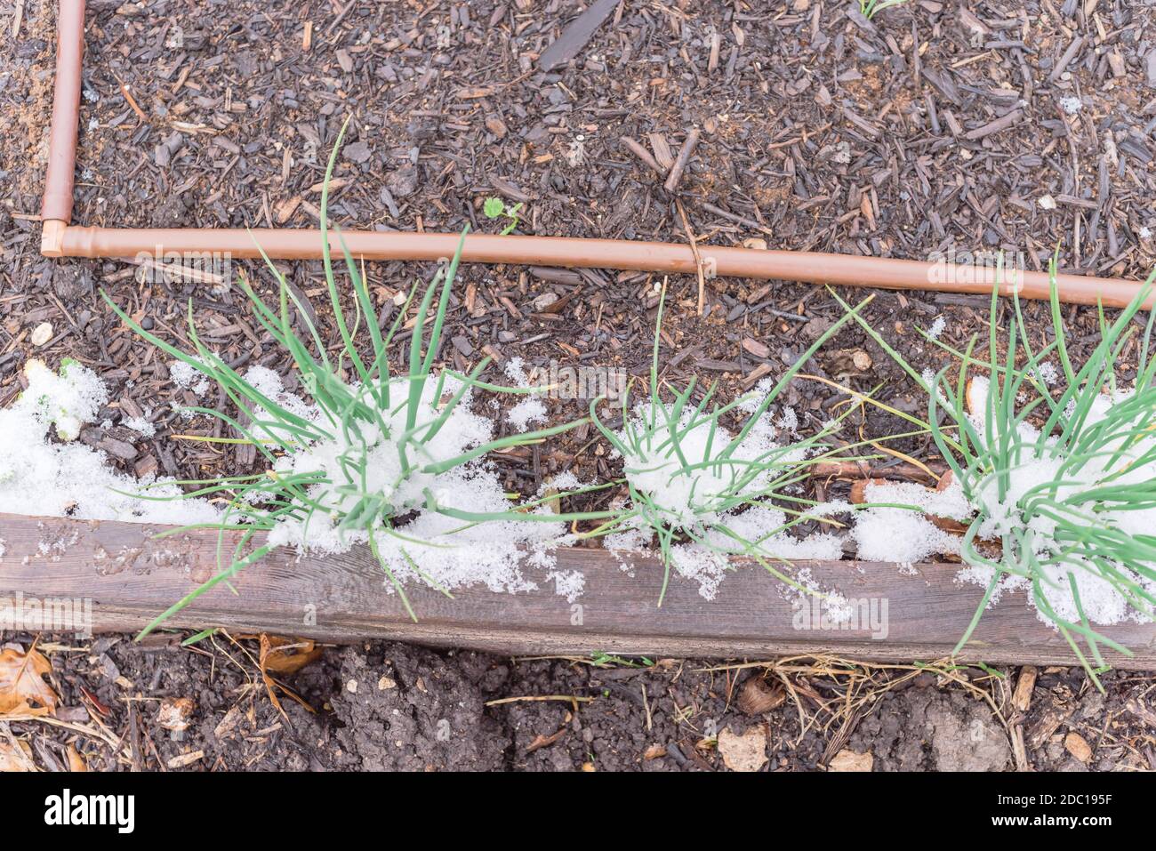 Organic spring onions on raised bed with snow covered at community