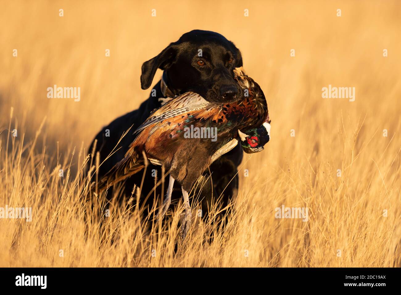 A Black lab with a rooster pheasant in South Dakota after a good day of