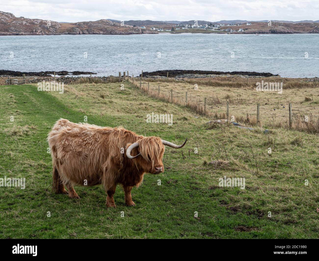 Highland Cow on the Isle of Iona Inner Hebrides Scotland UK Stock Photo ...
