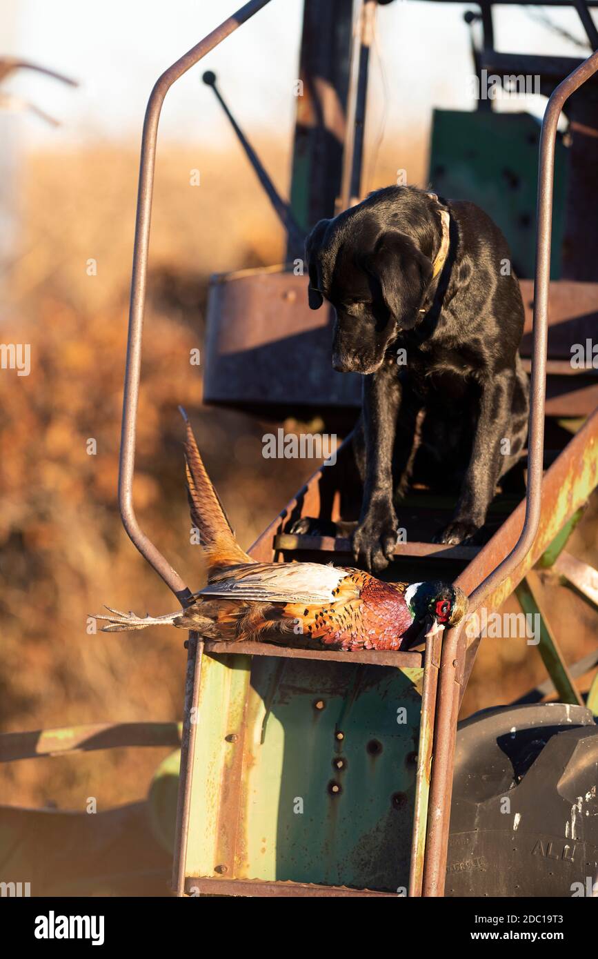 A Black lab with a rooster pheasant in South Dakota after a good day of