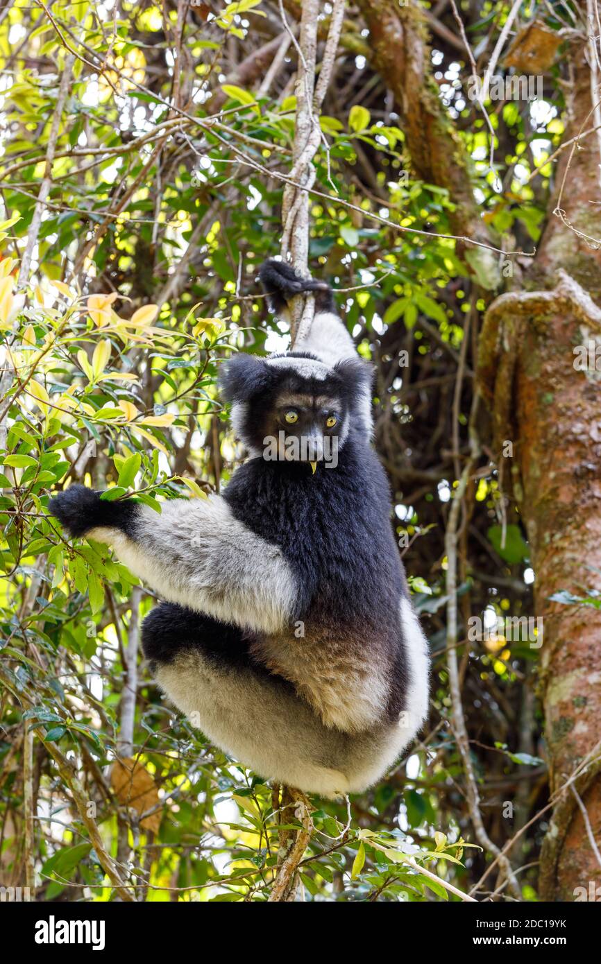 Black and white Lemur Indri (Indri indri), also called the babakoto, hanged  on tree in natural habitat. Andasibe - Analamazaotra National Park, Madaga  Stock Photo - Alamy