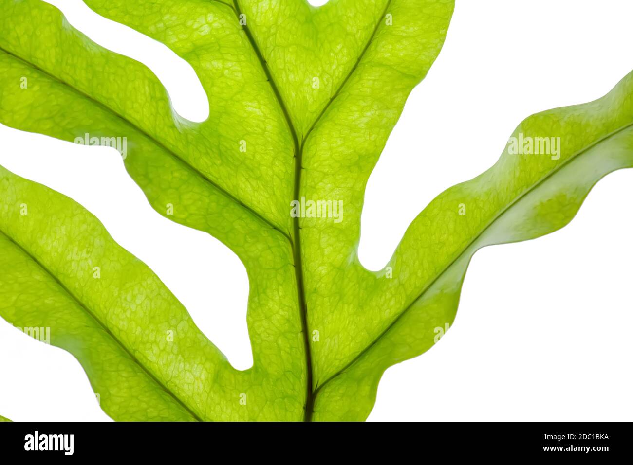 Polypodium polycarpon leaf on a white background. Stock Photo