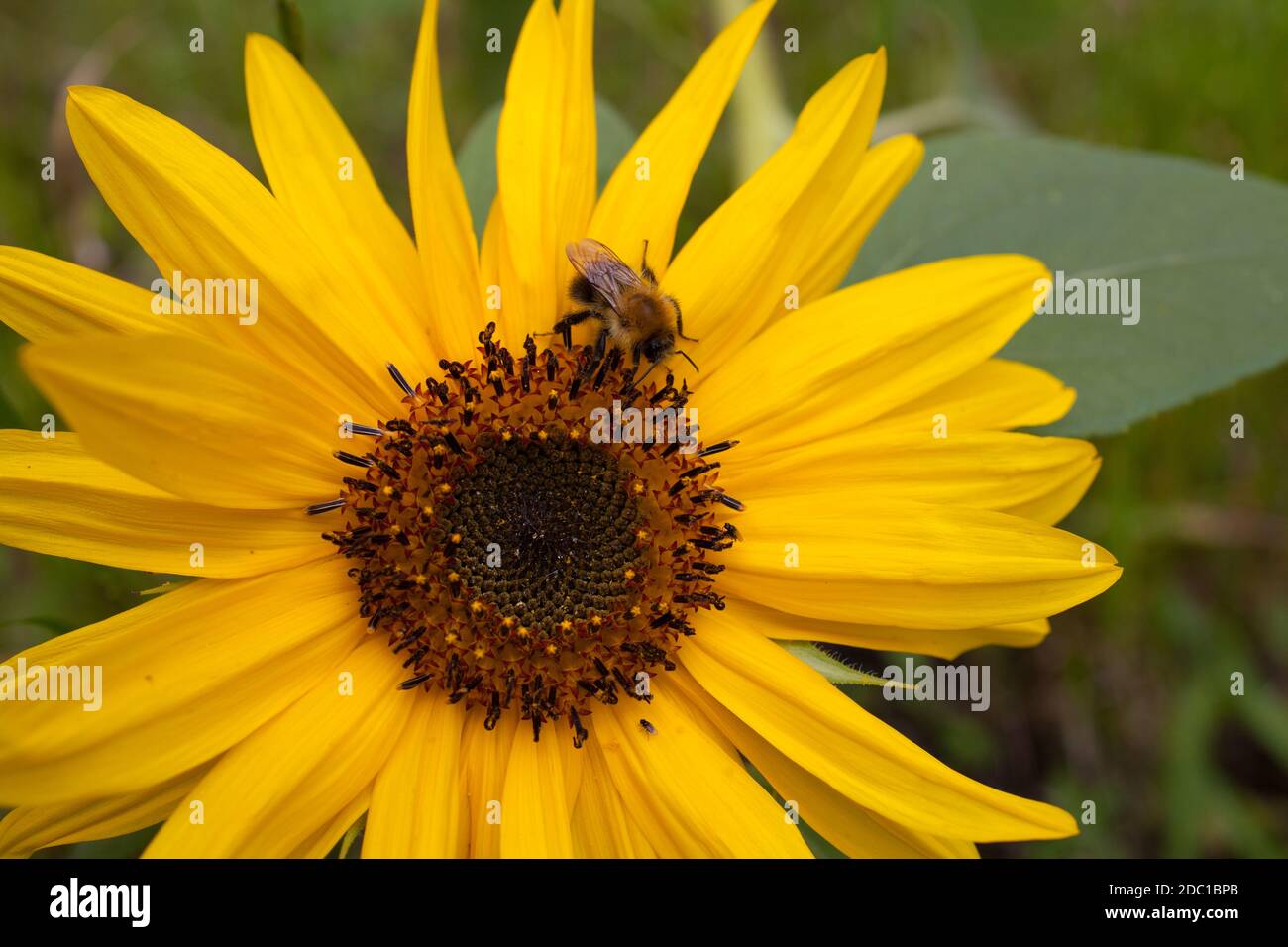 A macro image of a bee collecting nectar or pollen from a sunflower Stock Photo