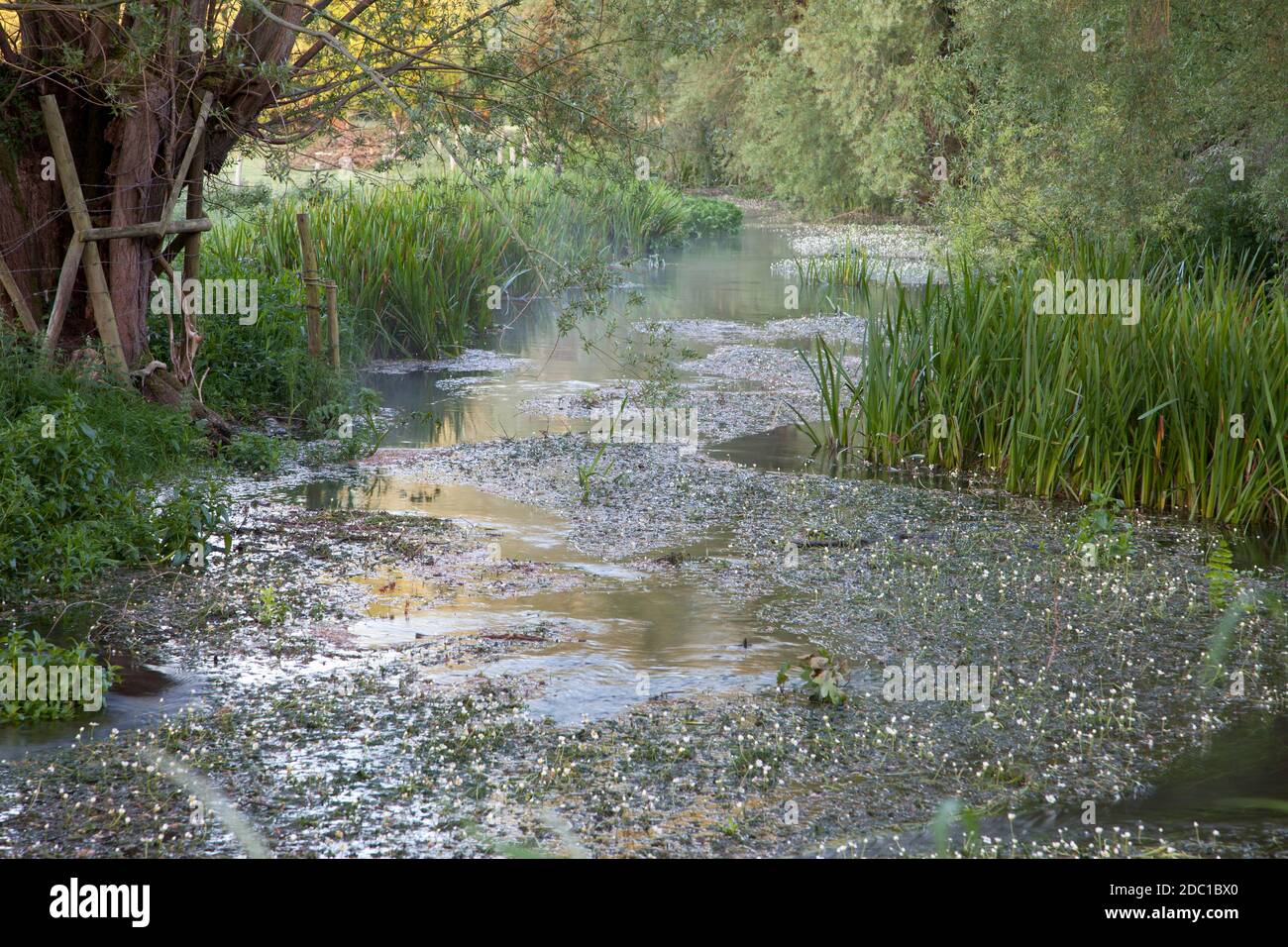 The River Ebble at Broad Chalke in Wiltshire. Stock Photo
