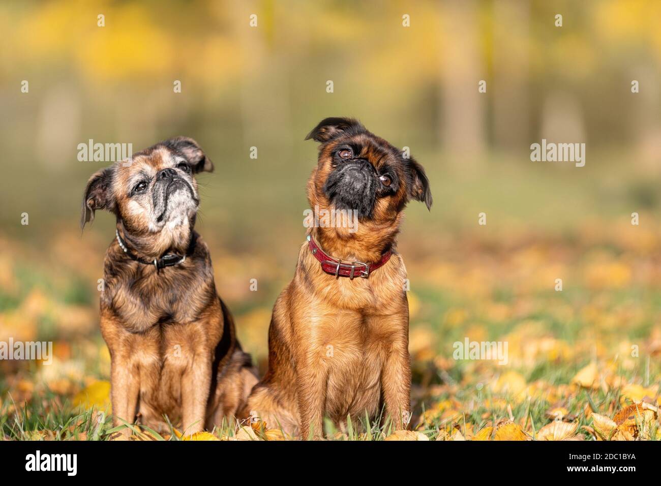 Two funny brussels griffon dogs are sitting on leaves at sunny day in forest Stock Photo