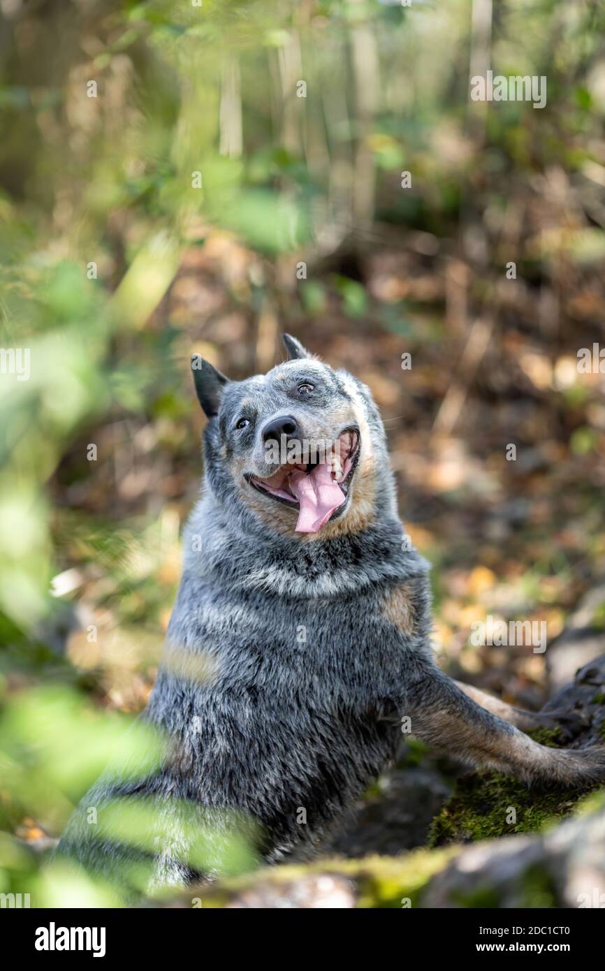Cattle Dog Tree High Resolution Stock Photography and Images Alamy