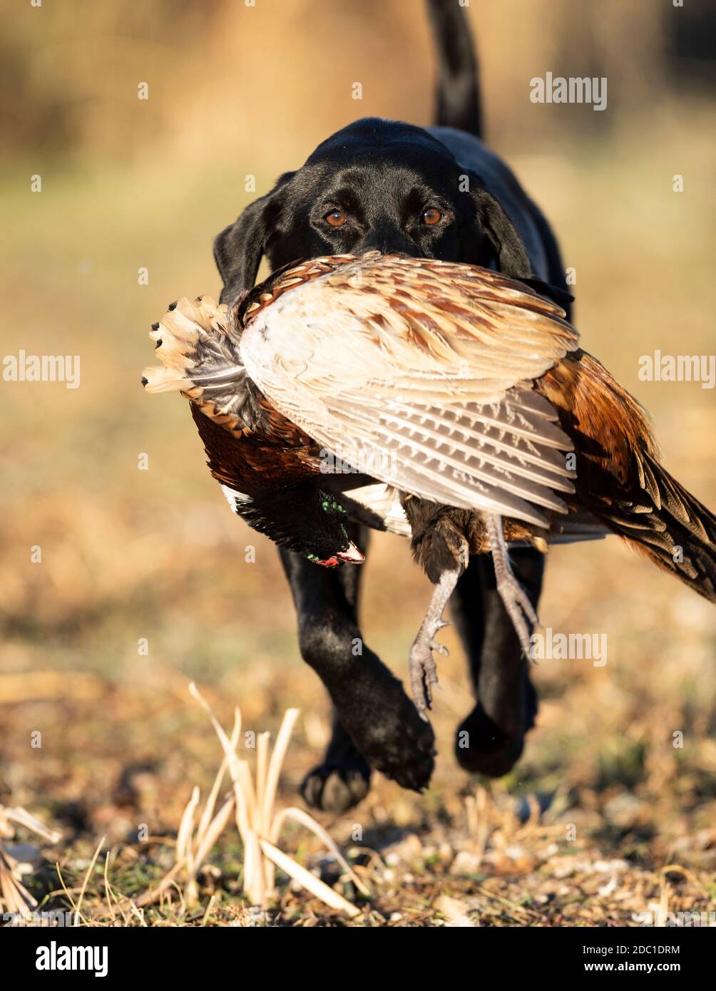 A Black lab with a rooster pheasant in South Dakota after a good day of