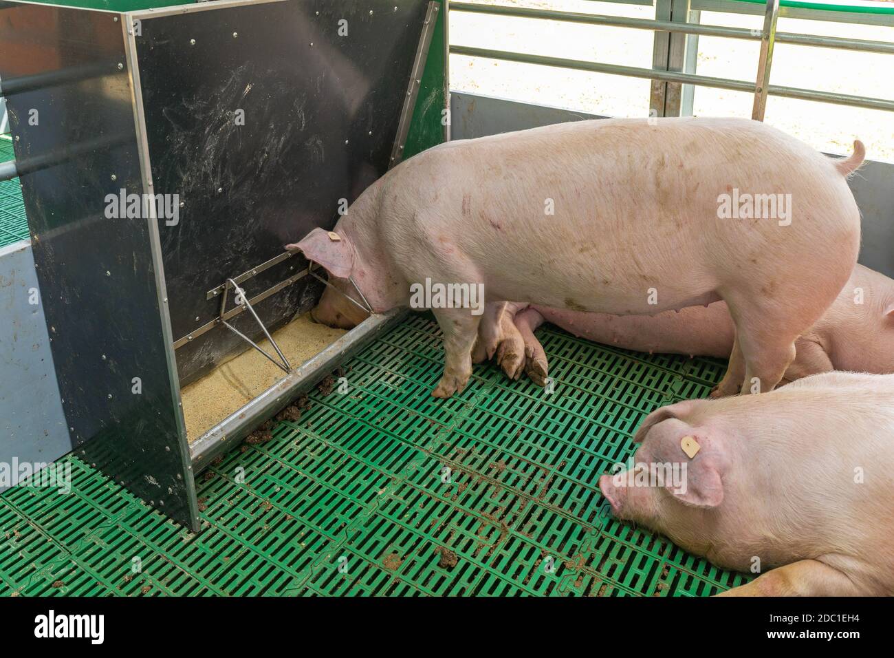 Big Pig Feeding at Modern Farm Stock Photo Alamy