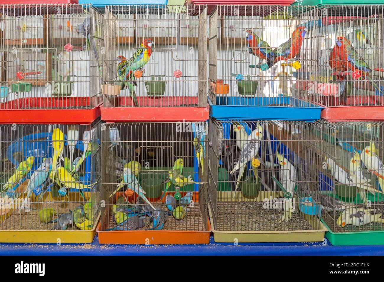 Many Colourful Parrots in Cages Pet Shop Stock Photo Alamy