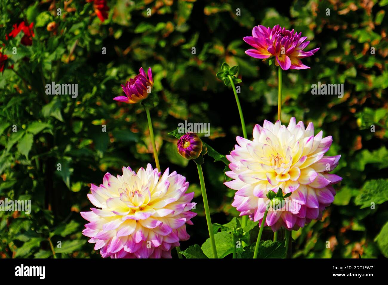 Pink white striped dahlia hi-res stock photography and images - Alamy