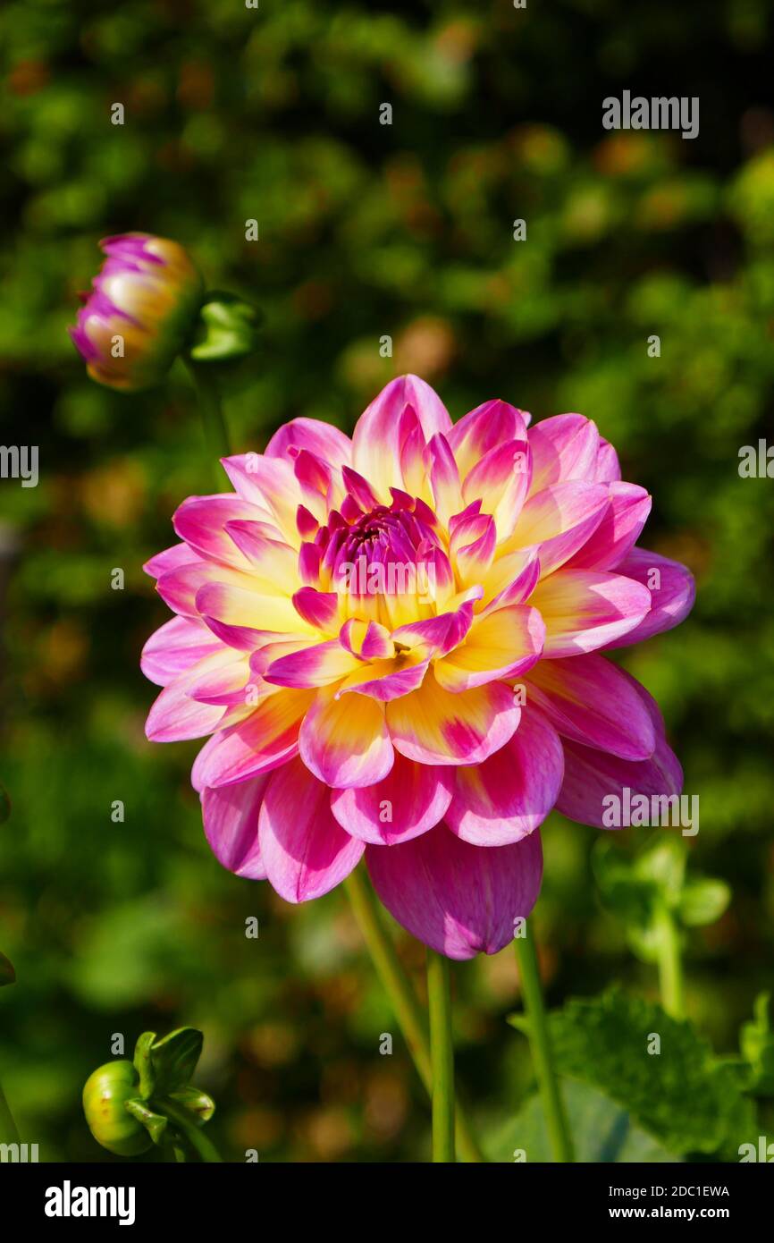 Pink white striped dahlia hi-res stock photography and images - Alamy