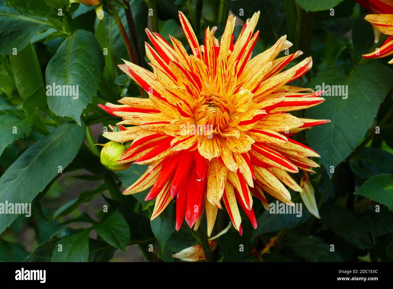 gummibaum blüten weiß Weissbunter Gummibaum 3 Pflanzen im Topf ca. 130 cm Ficus elastica Tineke  Zimmerpflanze main image 0