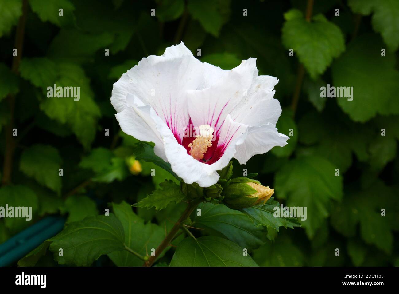 Hibiscus syriacus Stock Photo