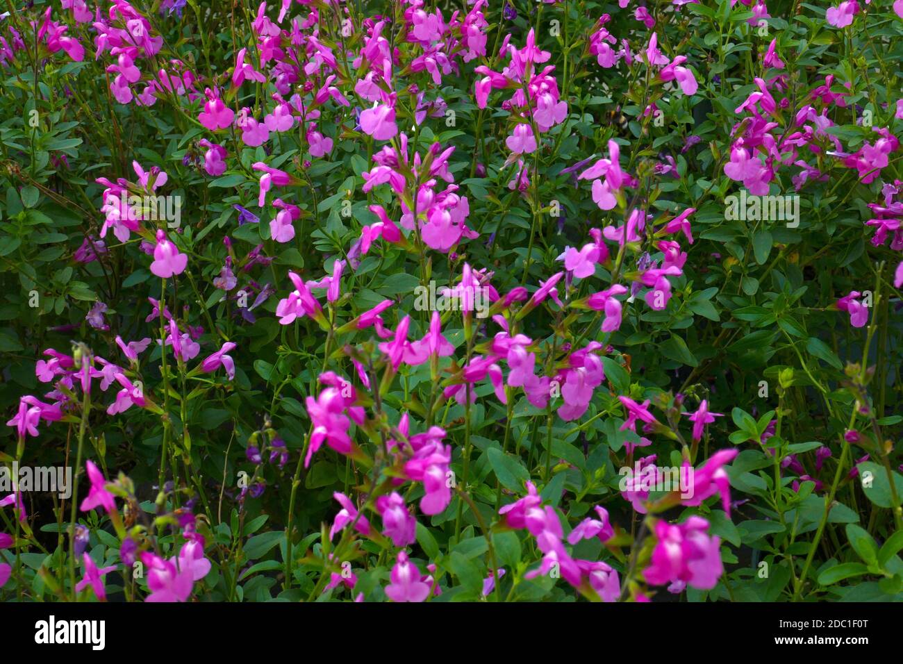 salvia sensation pink Stock Photo
