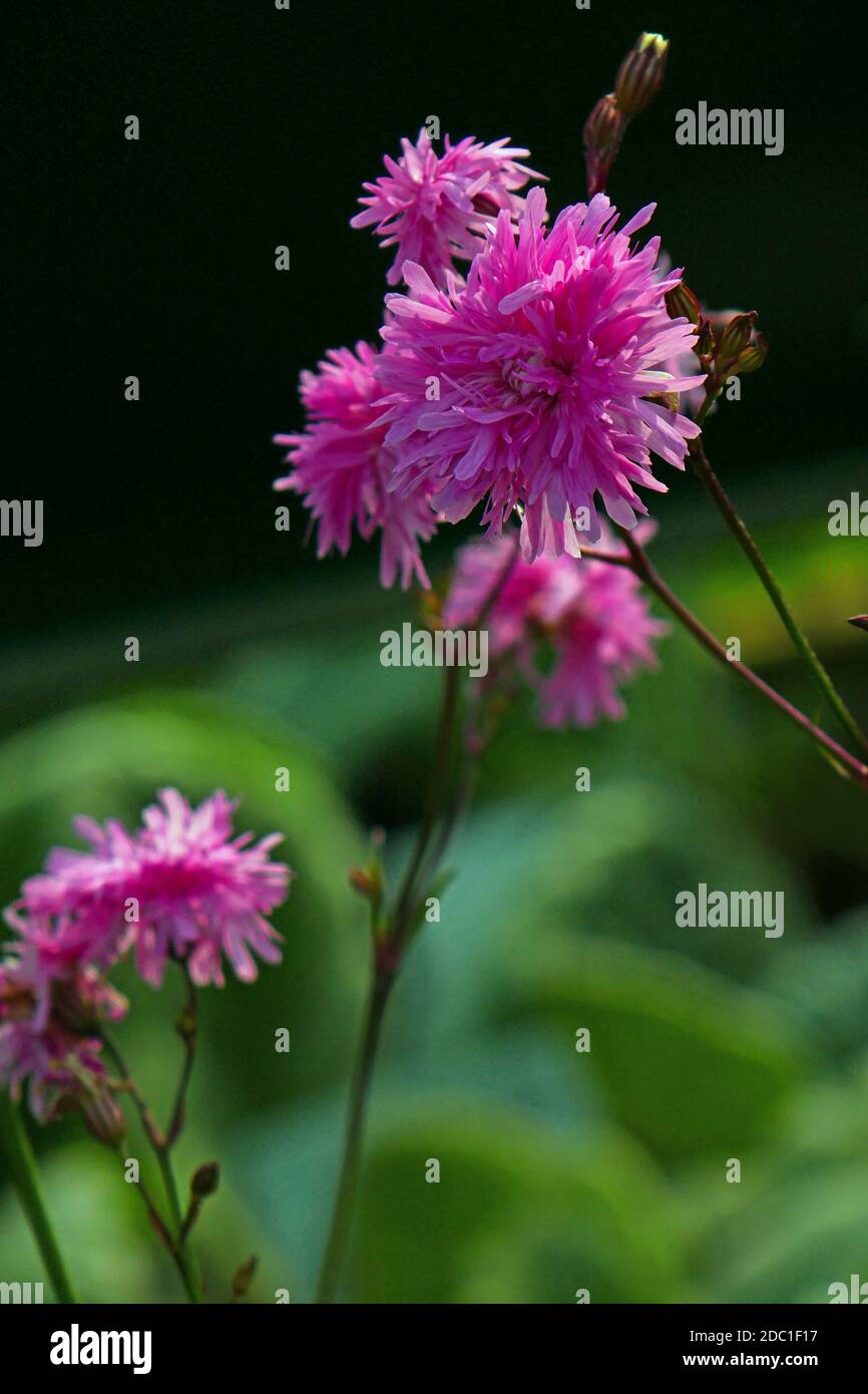 Lychnis flos cuculi Stock Photo