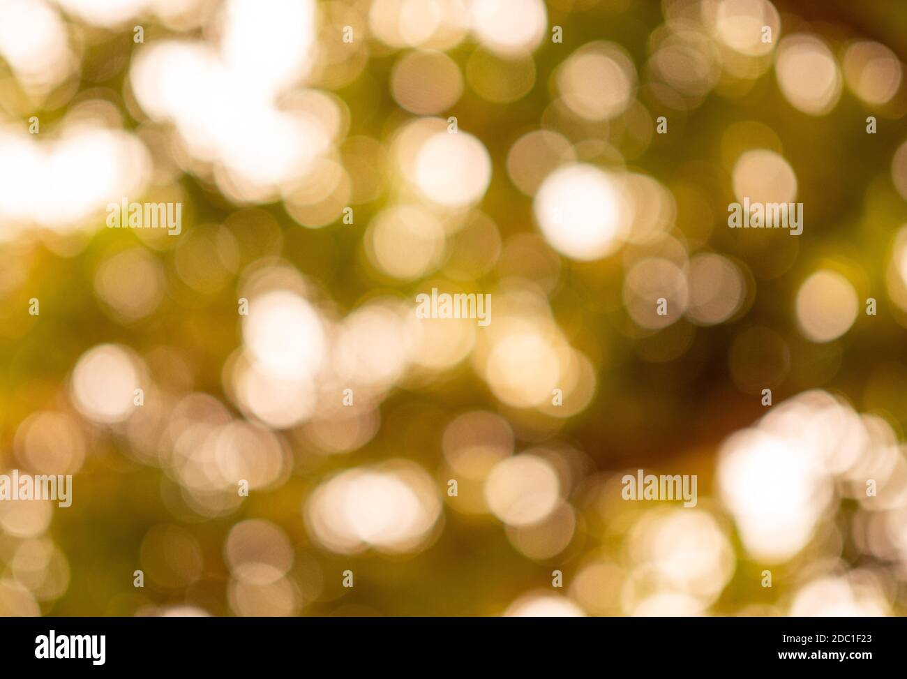 Abstract nature background of glowing leaves creates beautiful bokeh. Stock Photo