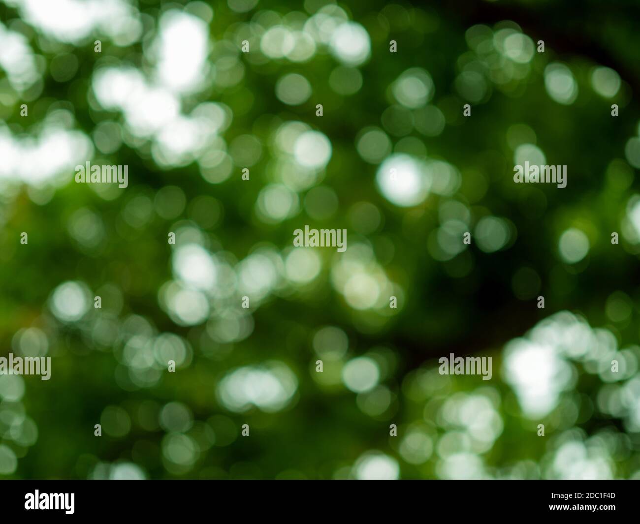 Sunlight creates bokeh effect glowing hi-res stock photography and ...