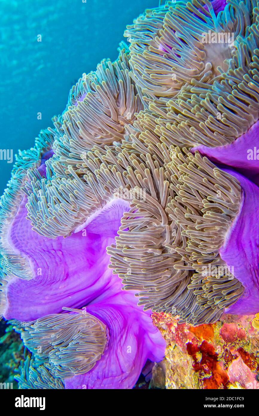 Magnificent Sea Anemone, Heteractis magnifica, Coral Reef, South Ari Atoll, Maldives, Indian Ocean, Asia Stock Photo