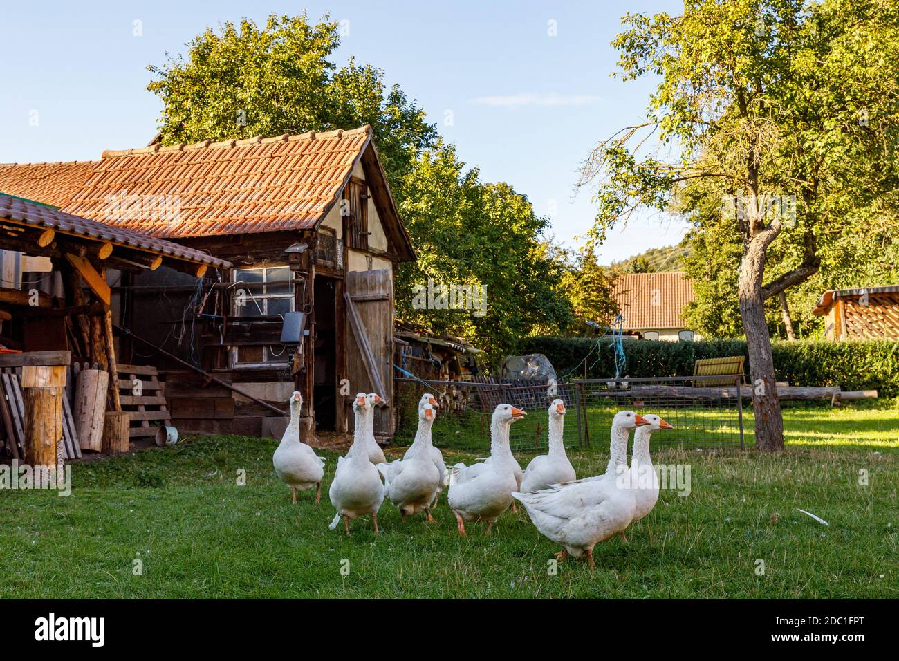 Domestic swan geese hi-res stock photography and images - Alamy