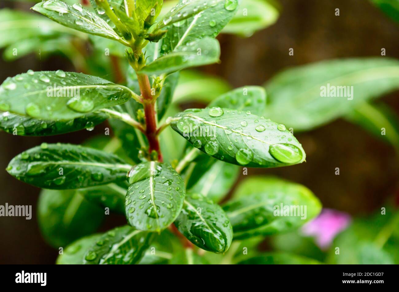 Raindrops on leaf. Raindrop on leaves images. Beautiful rainy season, water drop on green leaf, small flower plant, nature background. Stock Photo