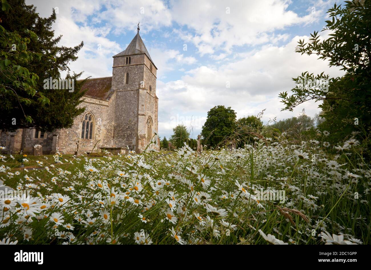 Ox-eye daisies in the churchyard at All Saints Church in Steeple Langford, Wiltshire. Stock Photo
