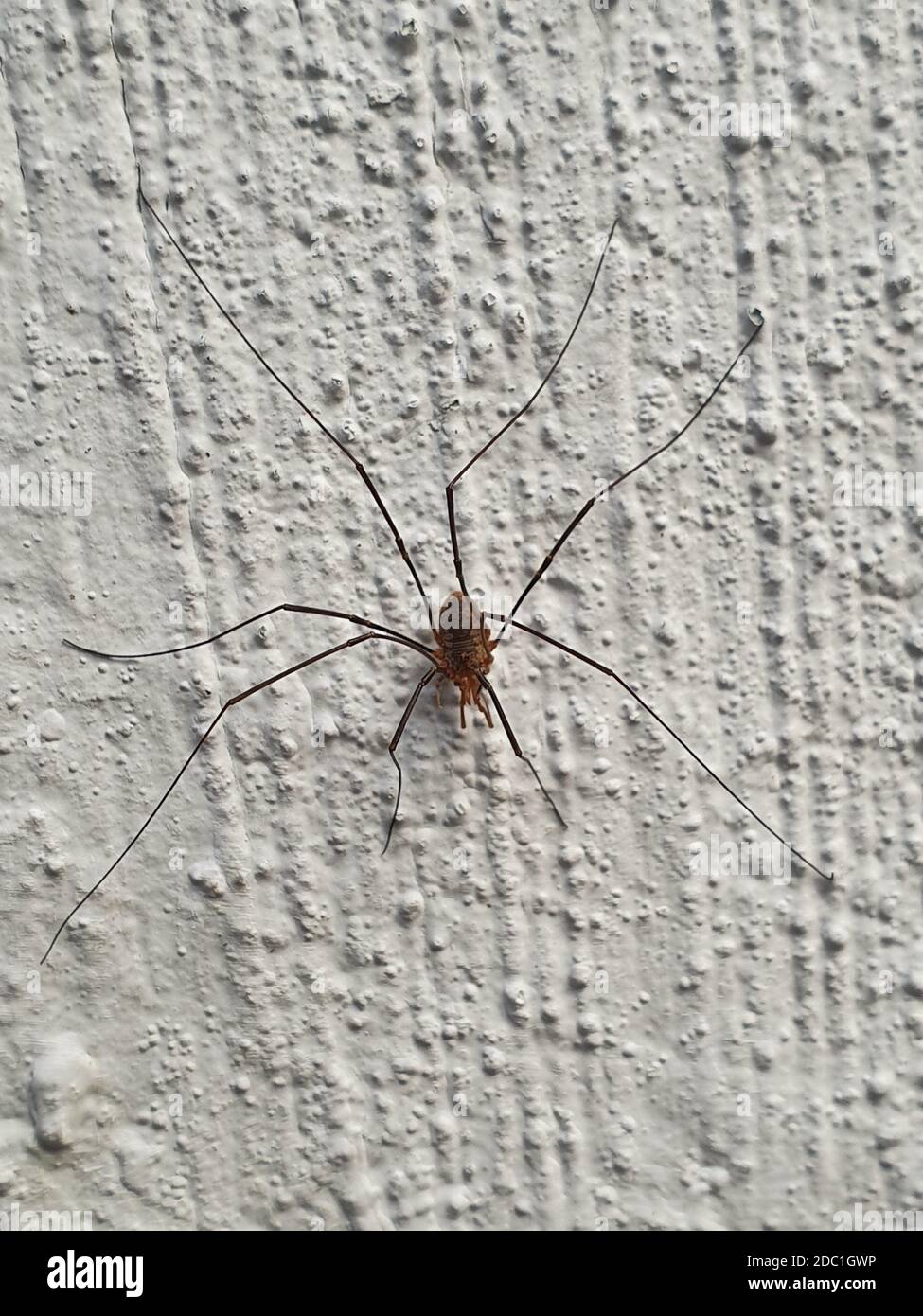 big spider on a rough white wall - Lilleaker Stock Photo