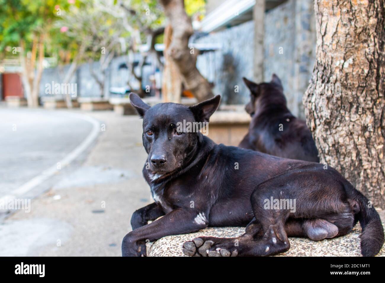 black street dog in Thailand Stock Photo