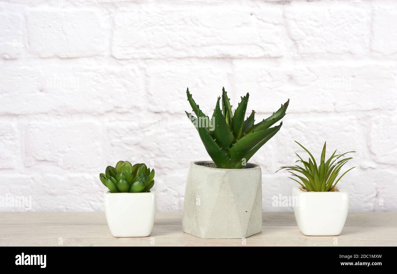 three ceramic pots with plants on a gray table, white background Stock Photo