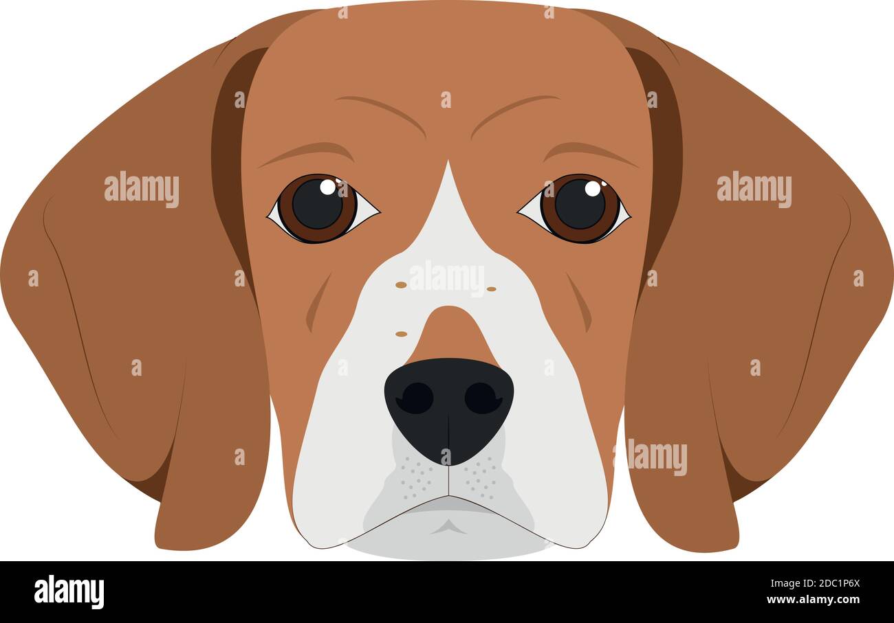Beagle dog isolated on white background vector illustration Stock Vector