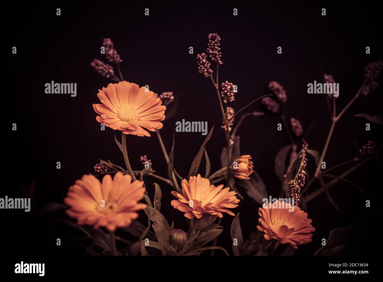 Colorful floral composition. Bouquet of oranger flowers. Hight quality photo Stock Photo