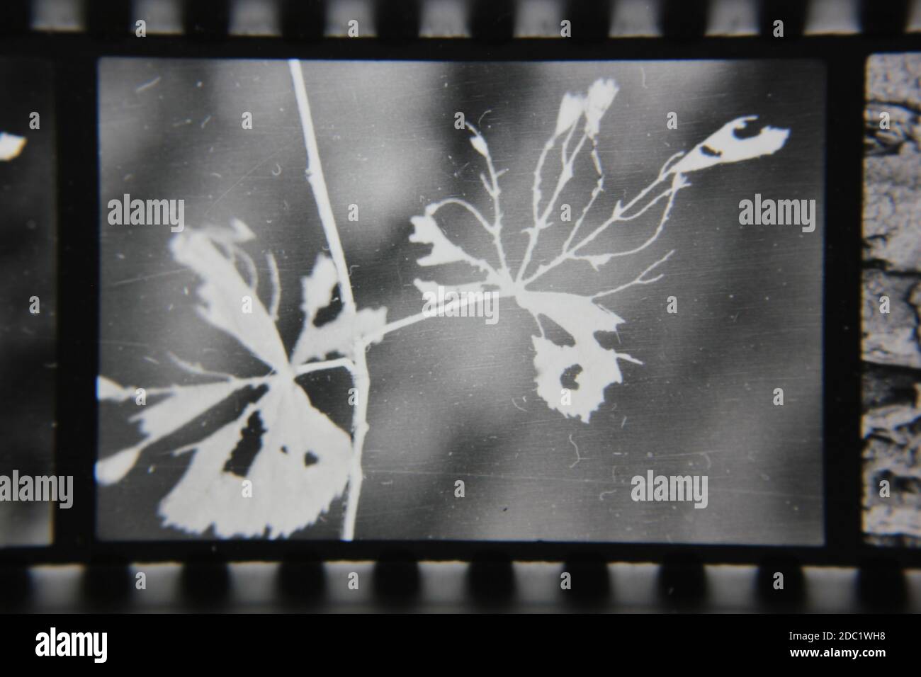 Fine 1970s vintage black and white photography of beauty of nature as ...