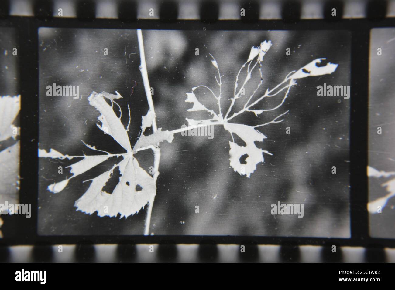 Fine 1970s vintage black and white photography of beauty of nature as ...