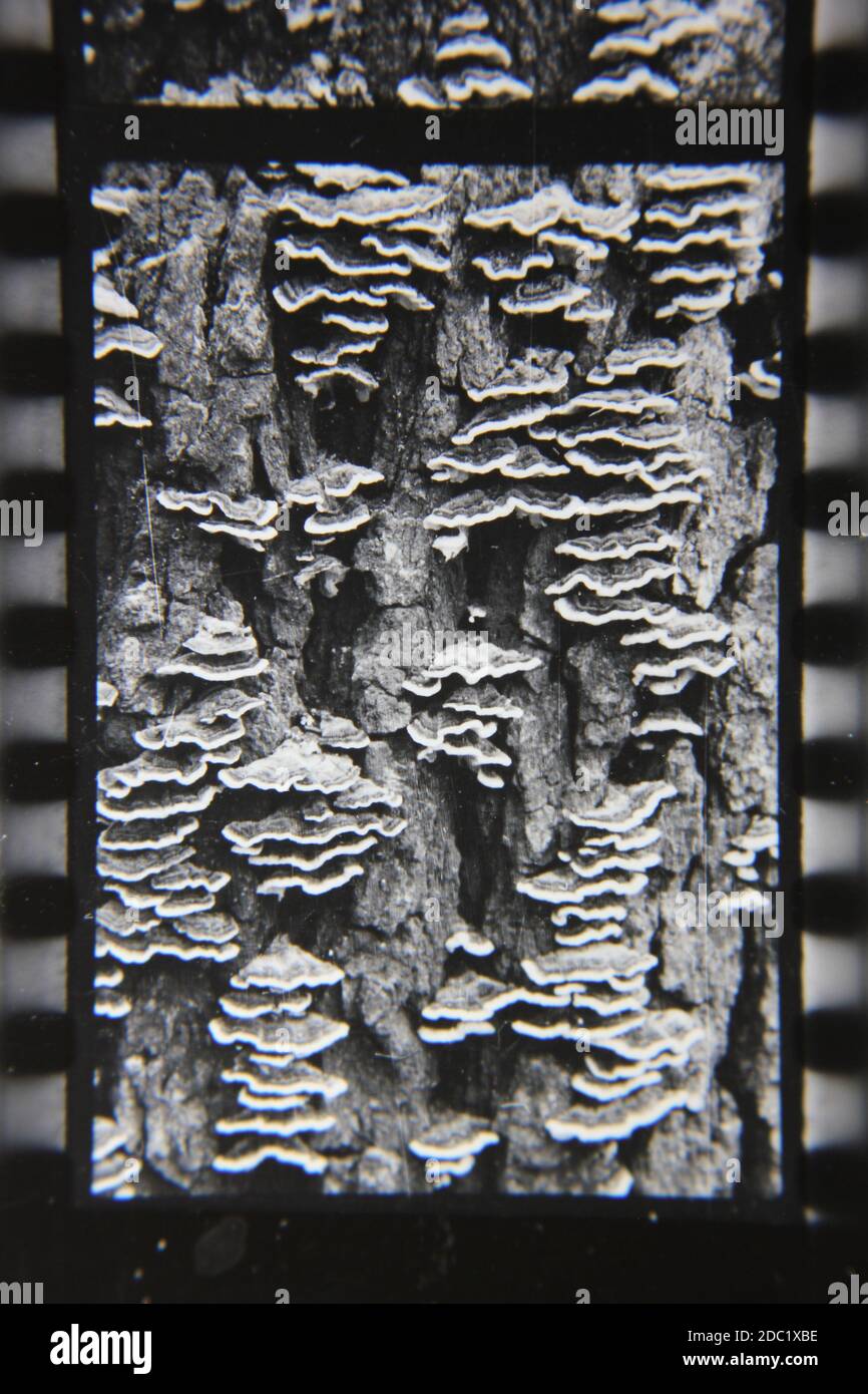 Fine 1970s vintage black and white photography of beauty of nature as ...