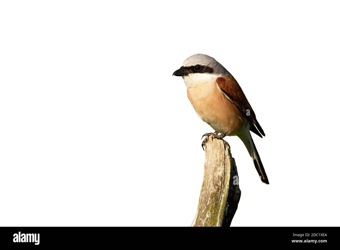Little red-backed shrike, lanius collurio, male sitting on branch cut out on blank. Small bird looking on bough isolated on white background. Shrike w Stock Photo